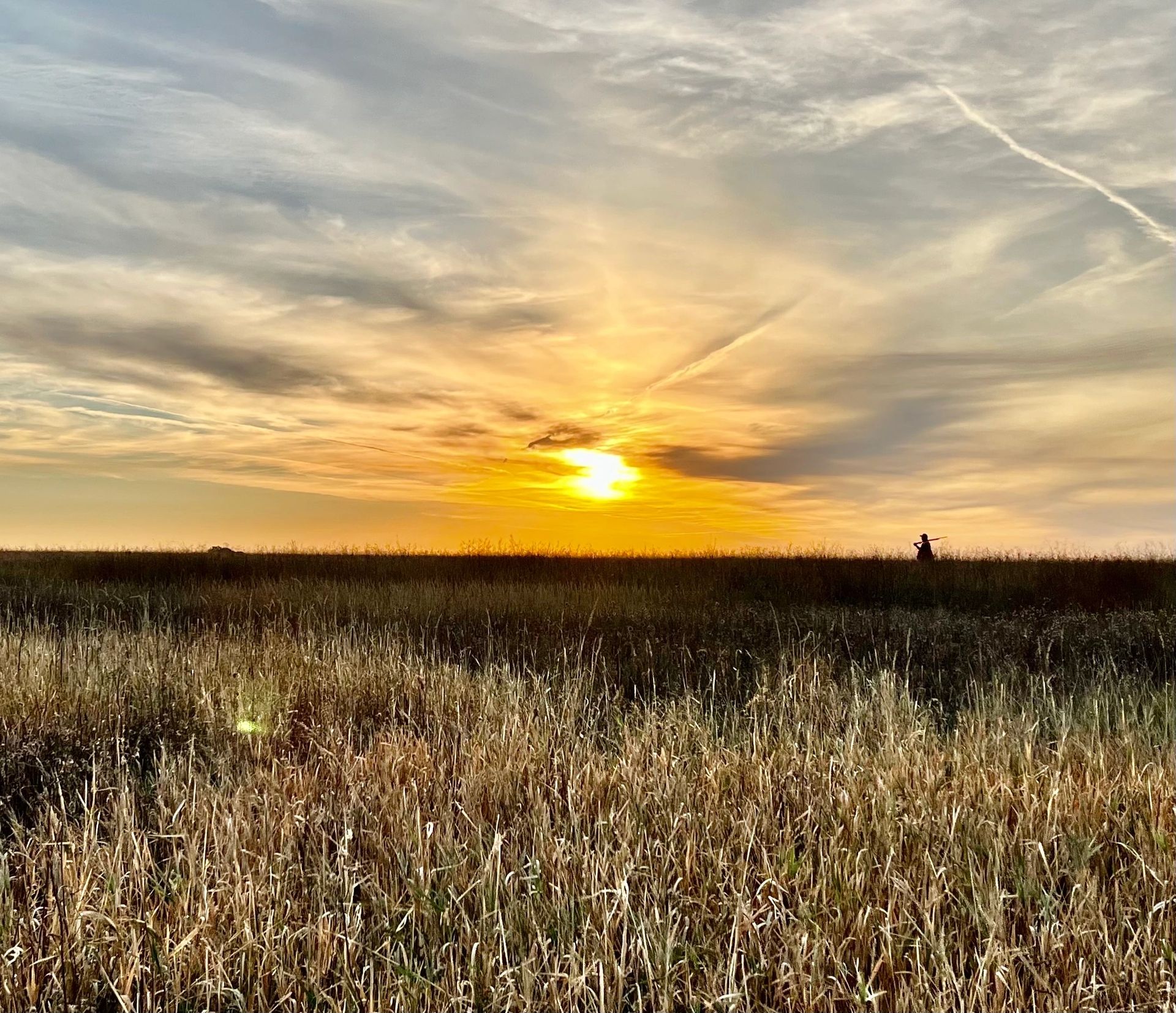Guided South Dakota pheasant hunt at Coteau View Hunts near Conde, SD