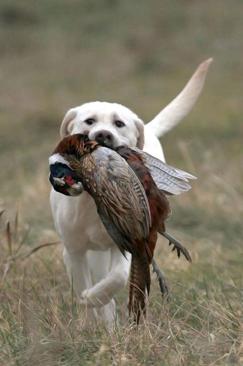Coteau View yellow Labrador retriever in the South Dakota field